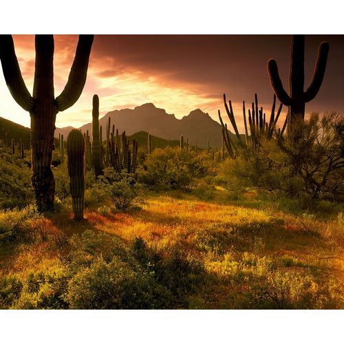 The desert glows with streaming light in Organ Pipe Cactus National Monument